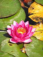 James Bridon (fam Nympheas) (Obt. Dreer 1899) (01) (Photo F. Mrugala)